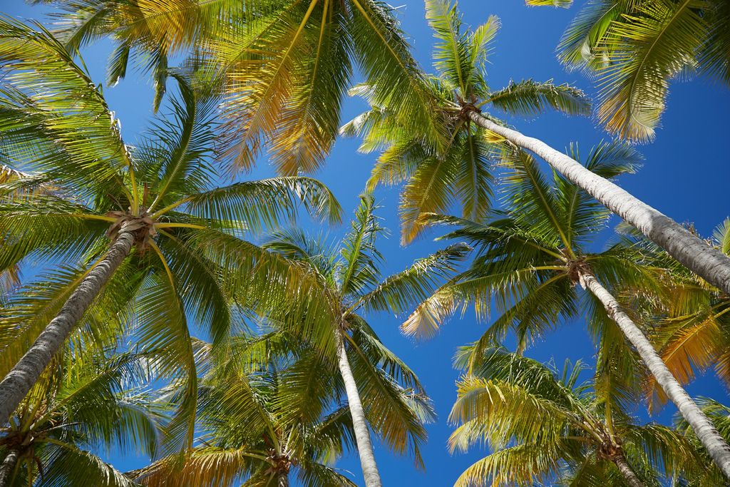 Guadeloupe - Palmen